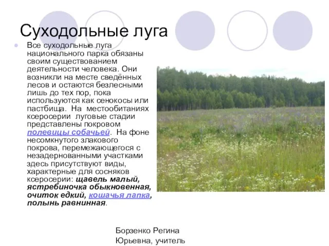 Борзенко Регина Юрьевна, учитель биологии МБОУ СОШ №3 г.Гусь-Хрустальный Суходольные луга Все суходольные