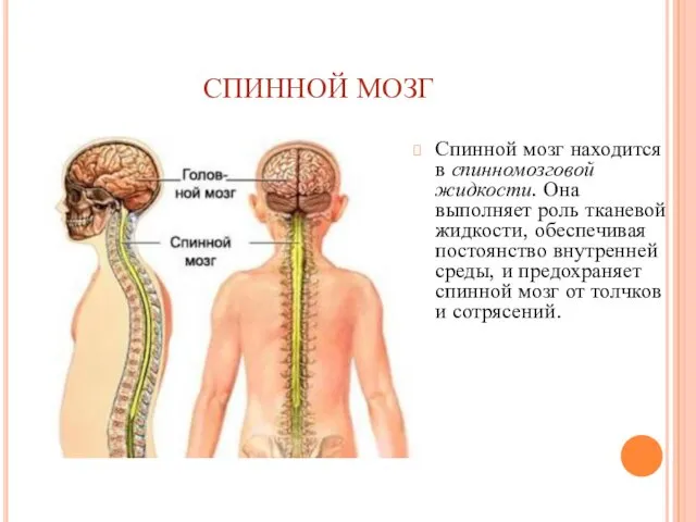 СПИННОЙ МОЗГ Спинной мозг находится в спинномозговой жидкости. Она выполняет