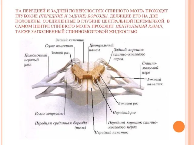 НА ПЕРЕДНЕЙ И ЗАДНЕЙ ПОВЕРХНОСТЯХ СПИННОГО МОЗГА ПРОХОДЯТ ГЛУБОКИЕ (ПЕРЕДНИЕ И ЗАДНИЕ) БОРОЗДЫ,