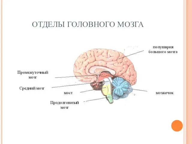 ОТДЕЛЫ ГОЛОВНОГО МОЗГА