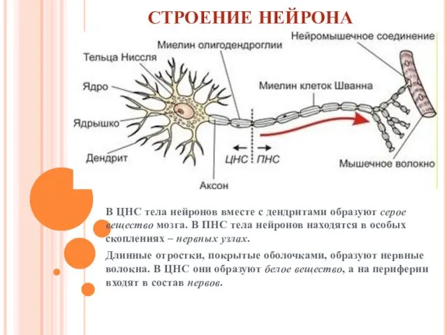 СТРОЕНИЕ НЕЙРОНА В ЦНС тела нейронов вместе с дендритами образуют серое вещество мозга.