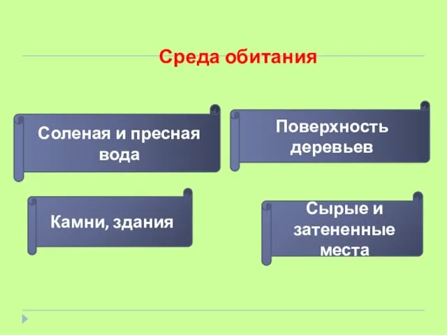 Среда обитания Соленая и пресная вода Поверхность деревьев Камни, здания Сырые и затененные места