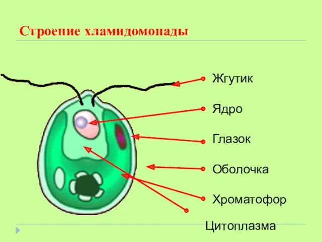 Строение хламидомонады