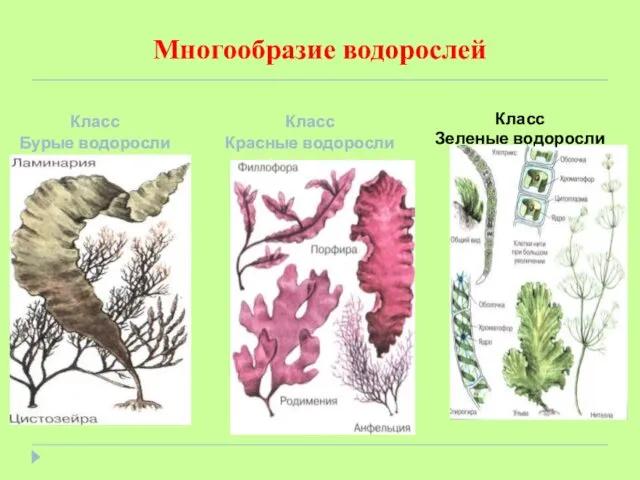 Многообразие водорослей Класс Бурые водоросли Класс Красные водоросли Класс Зеленые водоросли