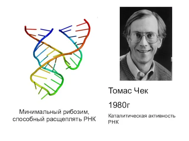 Минимальный рибозим, способный расщеплять РНК Томас Чек 1980г Каталитическая активность РНК