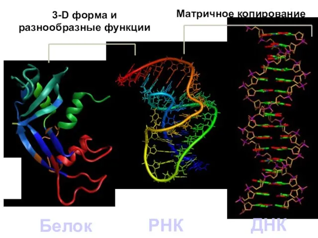 РНК ДНК Белок 3-D форма и разнообразные функции Матричное копирование