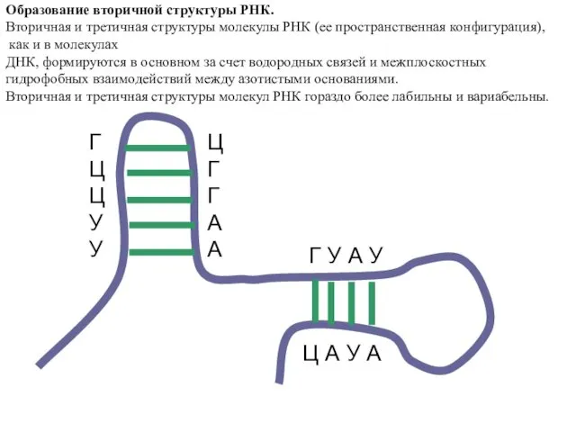 Образование вторичной структуры РНК. Вторичная и третичная структуры молекулы РНК