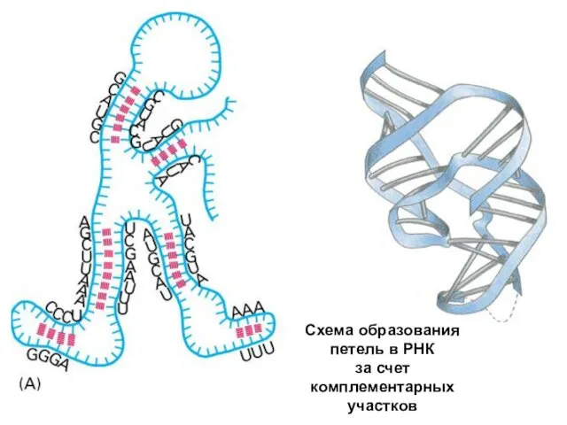 Схема образования петель в РНК за счет комплементарных участков