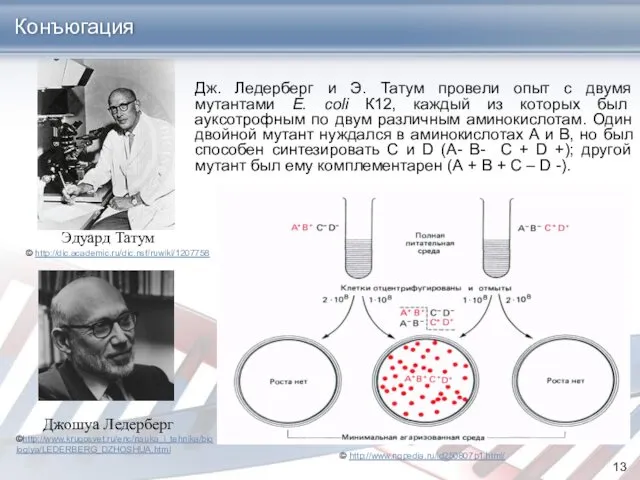 Дж. Ледерберг и Э. Татум провели опыт с двумя мутантами