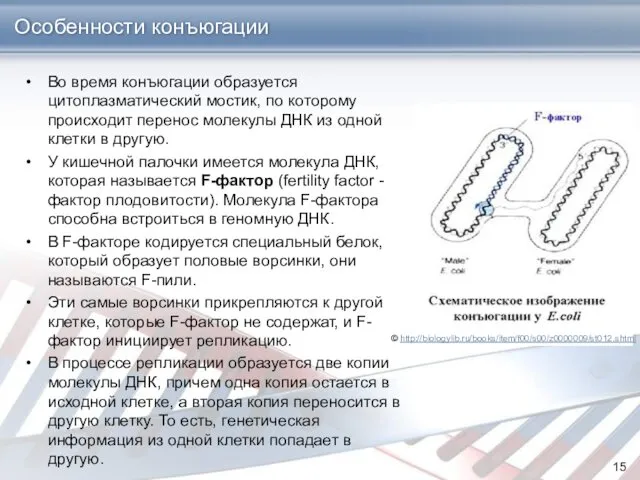 Особенности конъюгации Во время конъюгации образуется цитоплазматический мостик, по которому