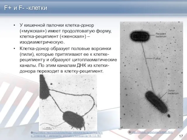 F+ и F- -клетки У кишечной палочки клетка-донор («мужская») имеет