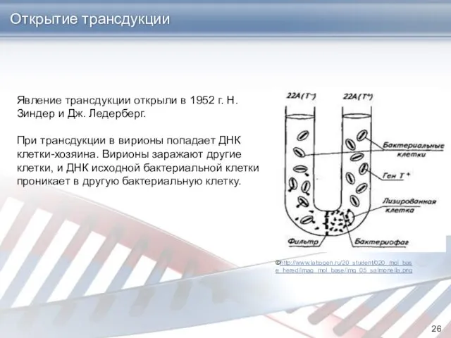 Открытие трансдукции Явление трансдукции открыли в 1952 г. Н. Зиндер