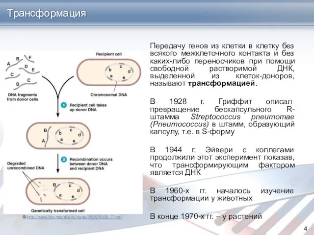 Передачу генов из клетки в клетку без всякого межклеточного контакта