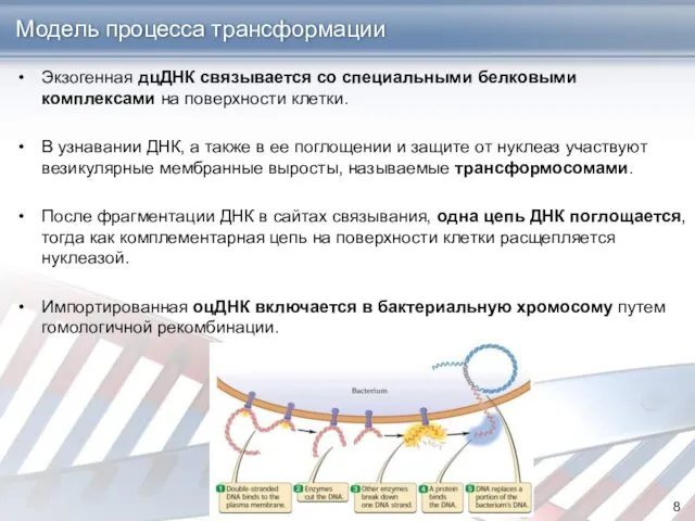 Модель процесса трансформации Экзогенная дцДНК связывается со специальными белковыми комплексами