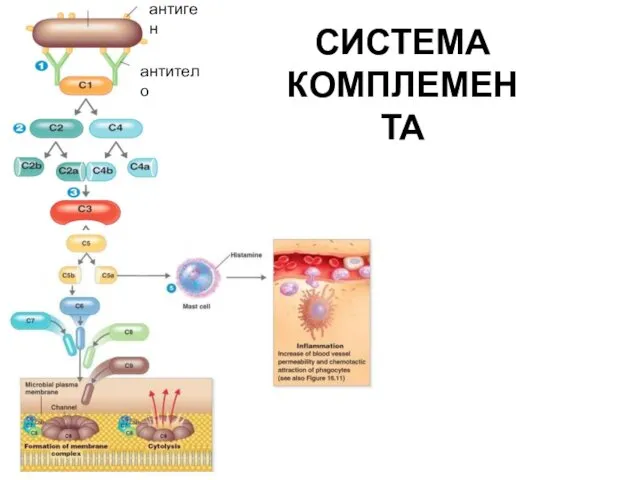 СИСТЕМА КОМПЛЕМЕНТА антиген антитело