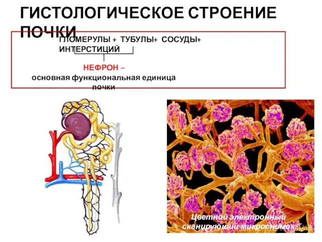 ГИСТОЛОГИЧЕСКОЕ СТРОЕНИЕ ПОЧКИ ГЛОМЕРУЛЫ + ТУБУЛЫ+ СОСУДЫ+ ИНТЕРСТИЦИЙ НЕФРОН –