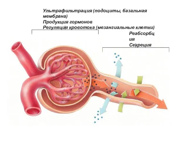 Ультрафильтрация (подоциты, базальная мембрана) Продукция гормонов Регуляция кровотока (мезангиальные клетки) Реабсорбция Секреция