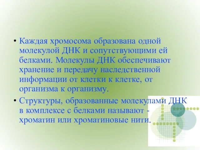 Каждая хромосома образована одной молекулой ДНК и сопутствующими ей белками.