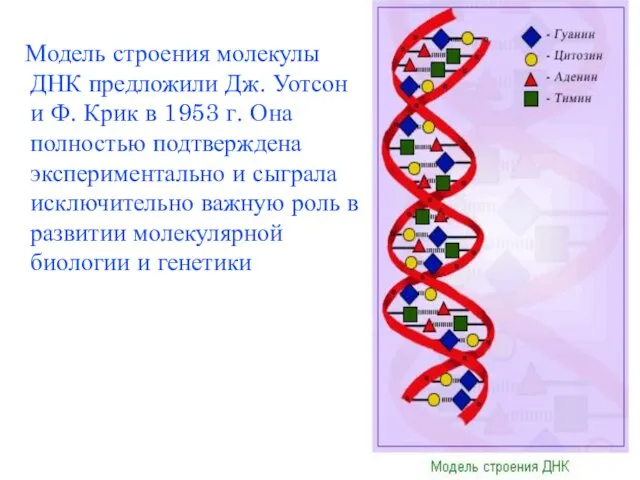 Модель строения молекулы ДНК предложили Дж. Уотсон и Ф. Крик