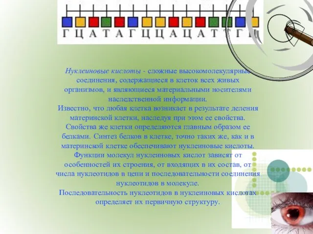 Нуклеиновые кислоты - сложные высокомолекулярные соединения, содержащиеся в клеток всех