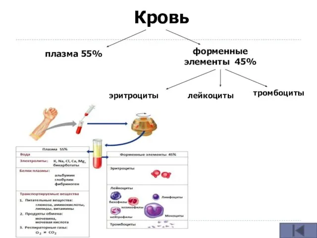 Кровь плазма 55% форменные элементы 45% эритроциты лейкоциты тромбоциты