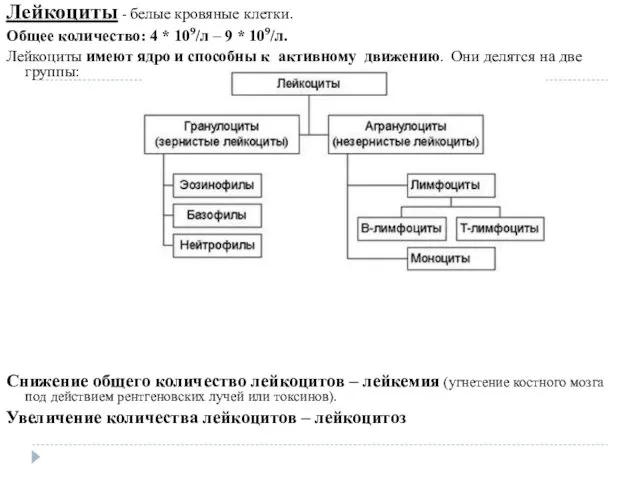 Лейкоциты - белые кровяные клетки. Общее количество: 4 * 109/л – 9 *