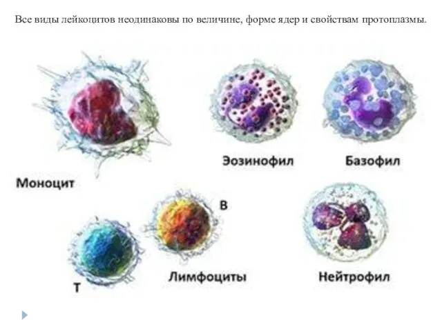 Все виды лейкоцитов неодинаковы по величине, форме ядер и свойствам протоплазмы.