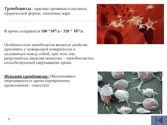 Тромбоциты - красные кровяные пластинки, сферической формы, лишенные ядра. В крови содержится 180