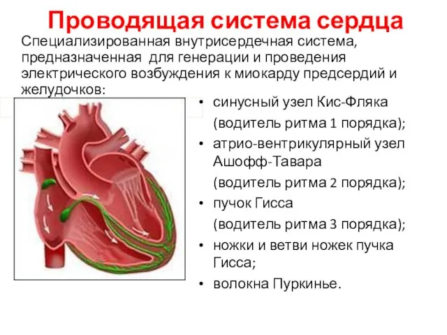 Проводящая система сердца синусный узел Кис-Фляка (водитель ритма 1 порядка);