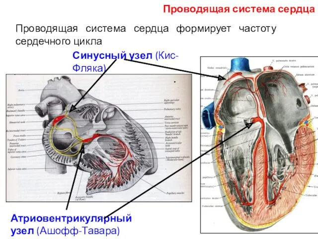 Проводящая система сердца формирует частоту сердечного цикла Синусный узел (Кис-Фляка) Атриовентрикулярный узел (Ашофф-Тавара) Проводящая система сердца