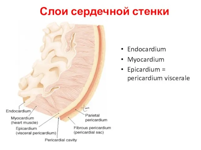 Слои сердечной стенки Endocardium Myocardium Epicardium = pericardium viscerale