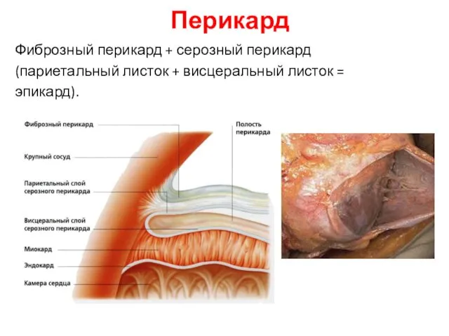 Перикард Фиброзный перикард + серозный перикард (париетальный листок + висцеральный листок = эпикард).