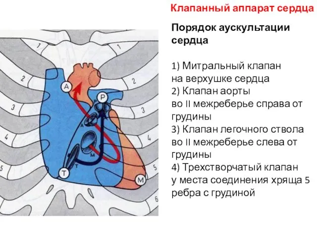 Порядок аускультации сердца 1) Митральный клапан на верхушке сердца 2)