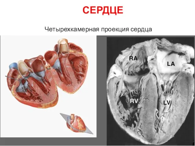 Четырехкамерная проекция сердца СЕРДЦЕ