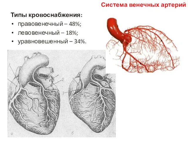 Типы кровоснабжения: правовенечный – 48%; левовенечный – 18%; уравновешенный – 34%. Система венечных артерий