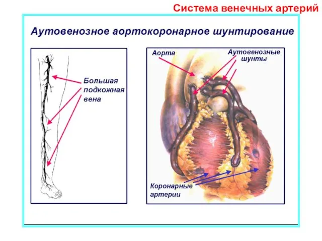 Система венечных артерий