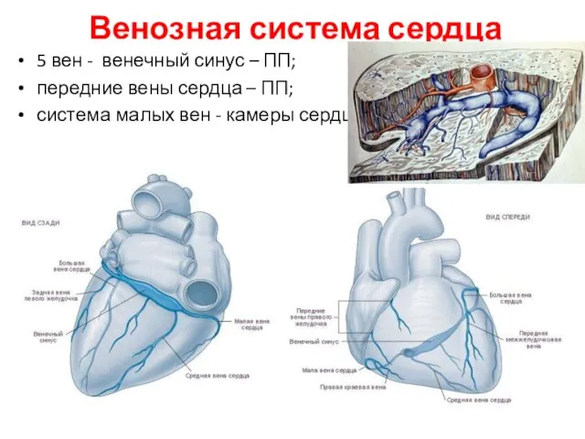 Венозная система сердца 5 вен - венечный синус – ПП;