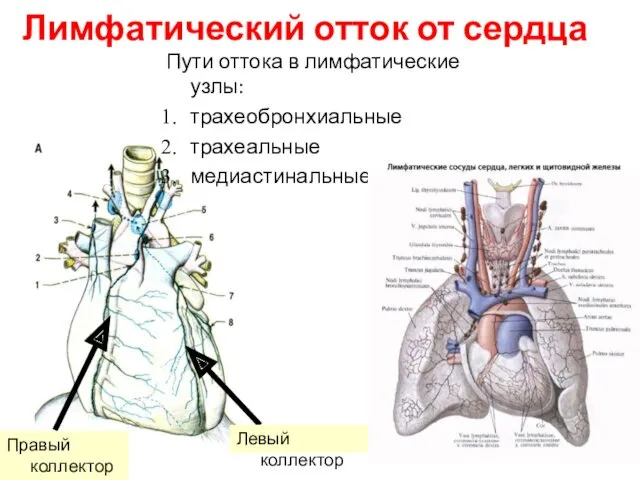 Лимфатический отток от сердца Пути оттока в лимфатические узлы: трахеобронхиальные трахеальные медиастинальные Левый коллектор Правый коллектор