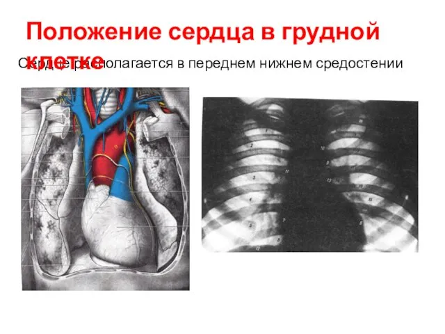 Сердце располагается в переднем нижнем средостении Положение сердца в грудной клетке