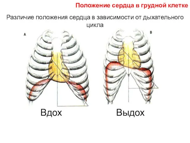 Различие положения сердца в зависимости от дыхательного цикла Вдох Выдох Положение сердца в грудной клетке