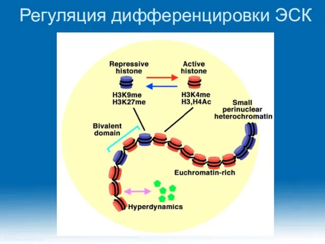 Регуляция дифференцировки ЭСК Princeton University