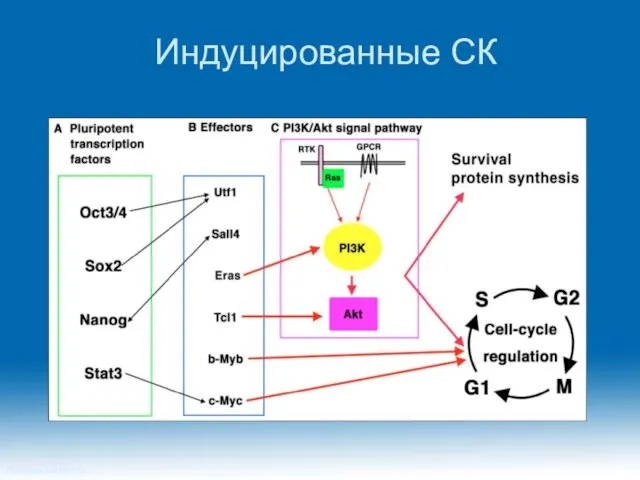 Индуцированные СК Princeton University