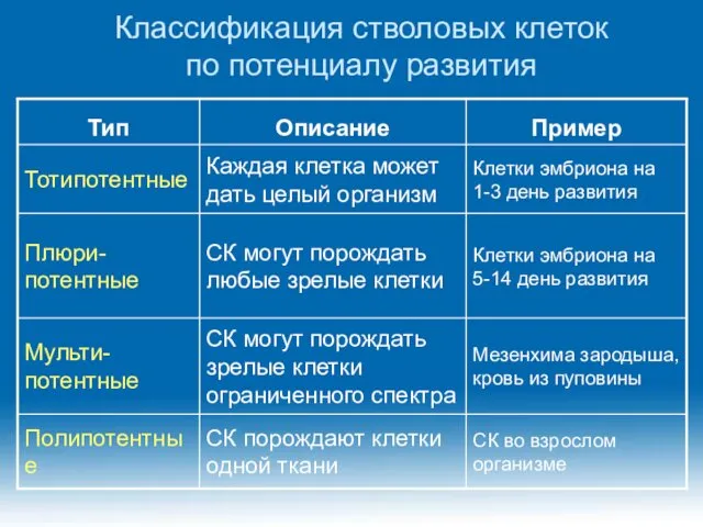 Классификация стволовых клеток по потенциалу развития