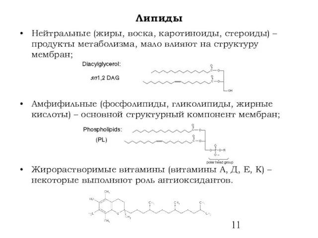 Липиды Нейтральные (жиры, воска, каротиноиды, стероиды) – продукты метаболизма, мало