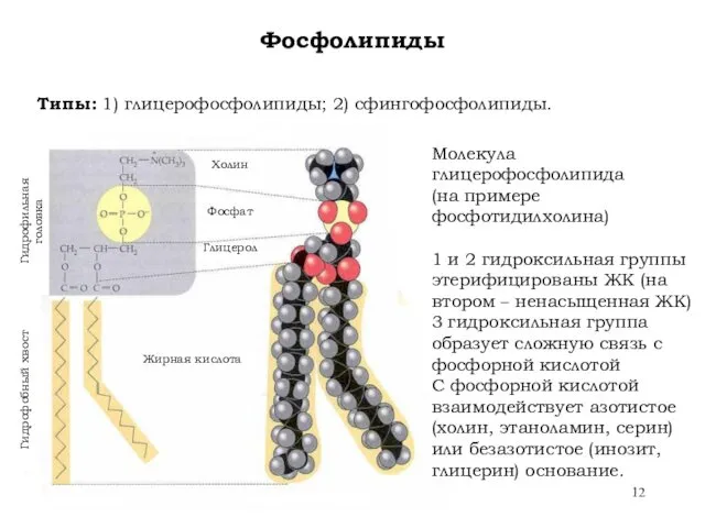 Холин Фосфат Глицерол Жирная кислота Гидрофобный хвост Гидрофильная головка Молекула