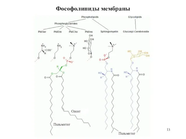 Фософолипиды мембраны Пальмитат Пальмитат Олеат