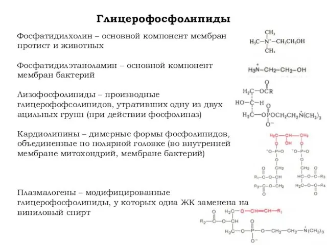 Глицерофосфолипиды Фосфатидилхолин – основной компонент мембран протист и животных Фосфатидилэтаноламин