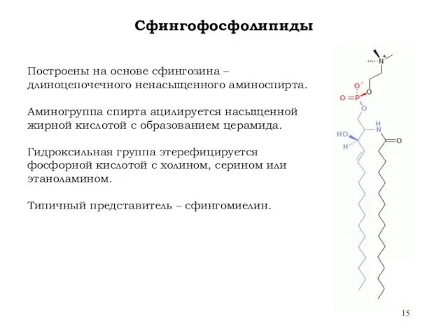 Сфингофосфолипиды Построены на основе сфингозина – длиноцепочечного ненасыщенного аминоспирта. Аминогруппа