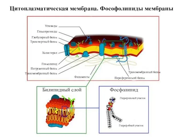 Цитоплазматическая мембрана. Фософолипиды мембраны Углеводы Гликопротеиды Транспортный белок Холестерол Глобулярный