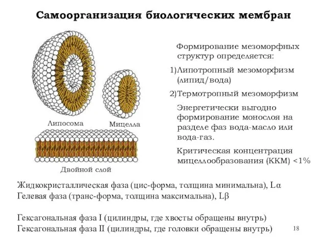 Самоорганизация биологических мембран Липосома Мицелла Двойной слой Формирование мезоморфных структур